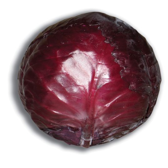 Red Cabbage Plug Plants - "Grow Your Own" Vegetables **Letterbox Friendly**