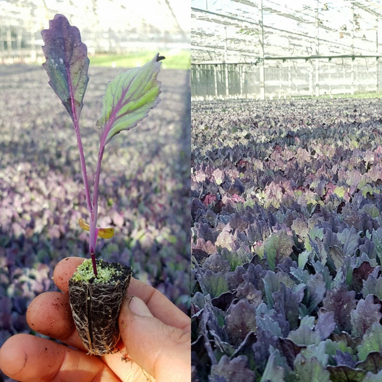 Red Cabbage Plug Plants - "Grow Your Own" Vegetables **Letterbox Friendly**