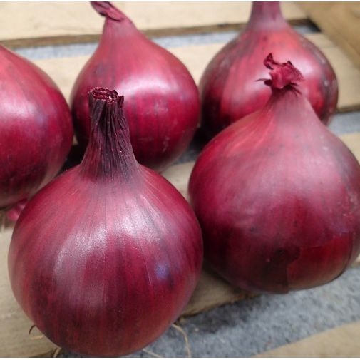 Red Onion Plug Plants "Grow Your Own" Vegetables **Letterbox Friendly**