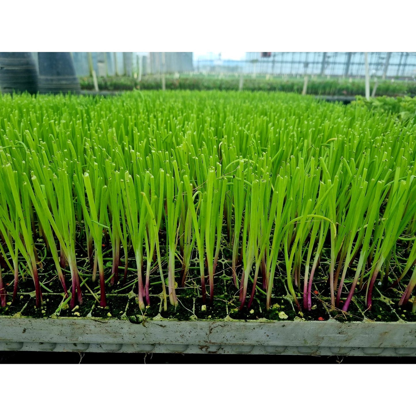 Red Onion Plug Plants "Grow Your Own" Vegetables **Letterbox Friendly**