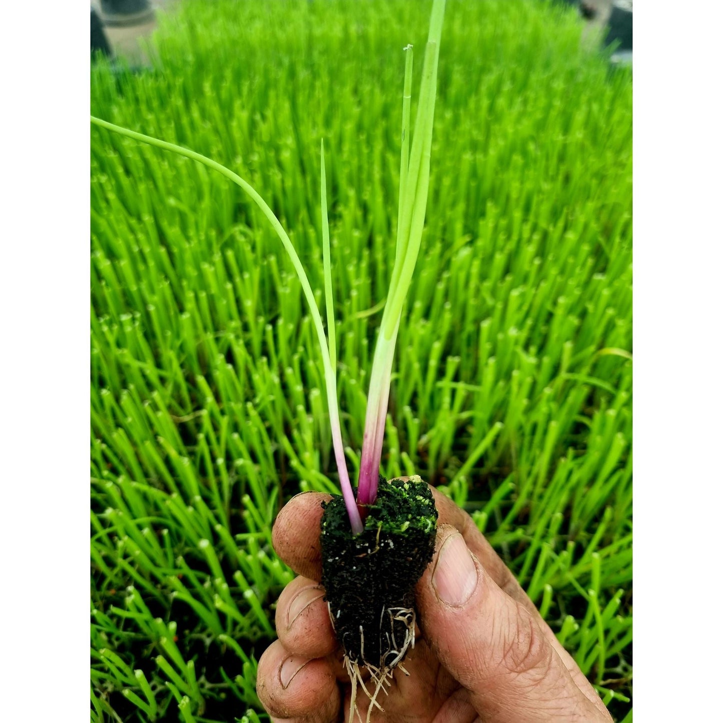 Red Onion Plug Plants "Grow Your Own" Vegetables **Letterbox Friendly**