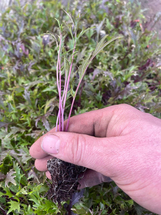 Red Stem Salad Leaf Plug Plants "Grow Your Own" Salad 'Ready to Plant Now' Young Vegetable Plants **Letterbox Friendly**