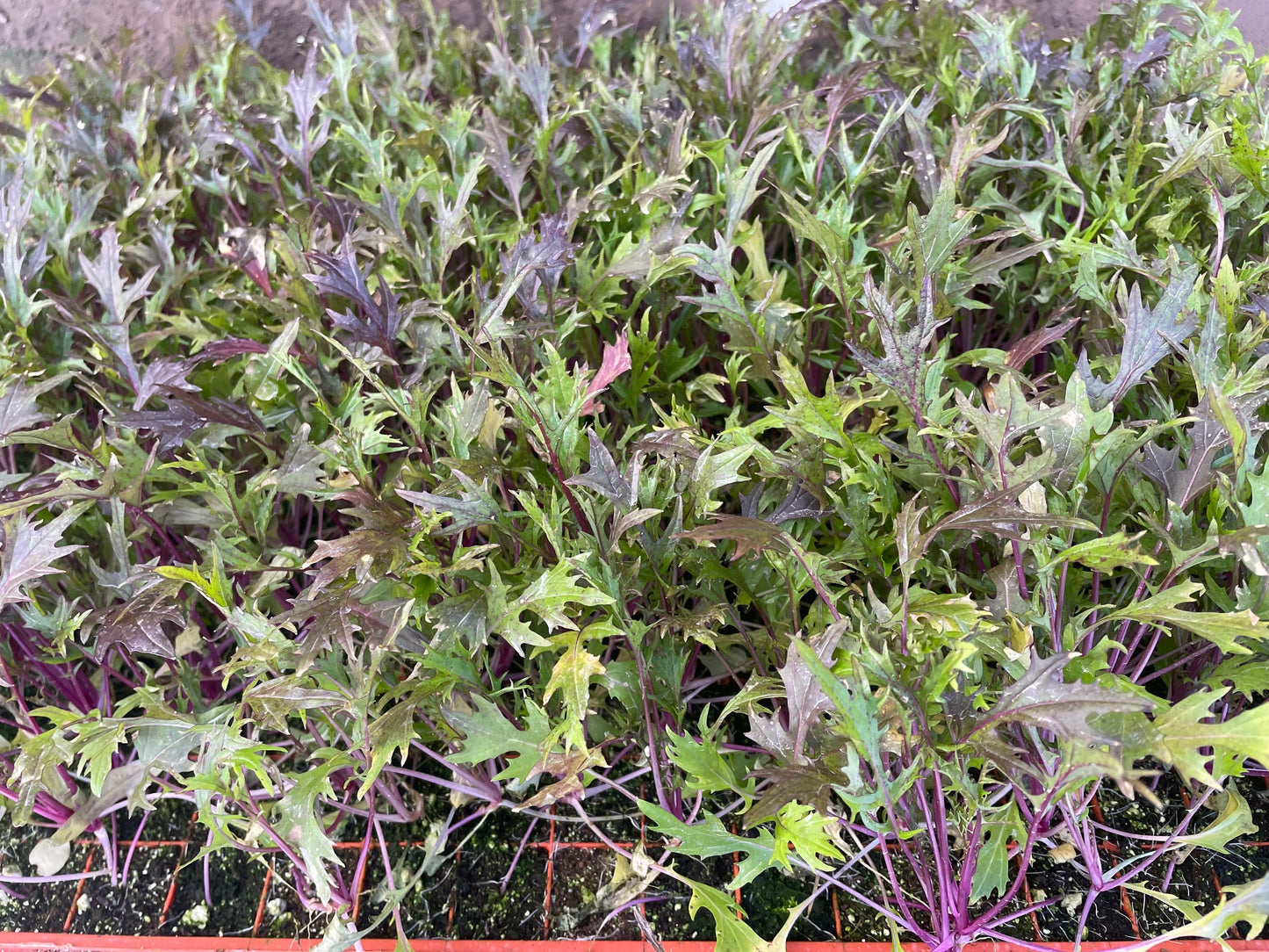 Red Stem Salad Leaf Plug Plants "Grow Your Own" Salad 'Ready to Plant Now' Young Vegetable Plants **Letterbox Friendly**