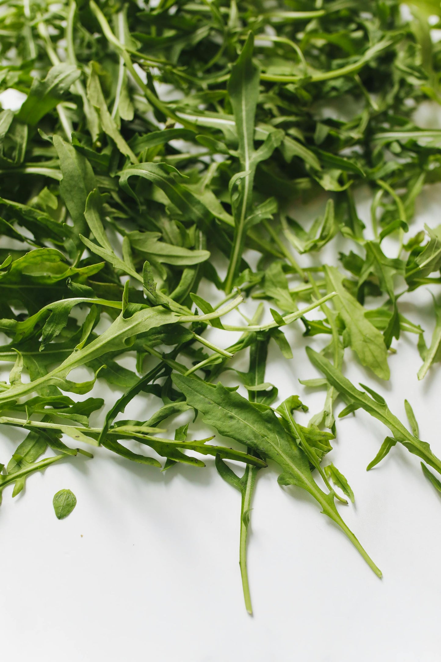 Rocket Salad Plug Plants "Grow Your Own" Salads **Letterbox Friendly**