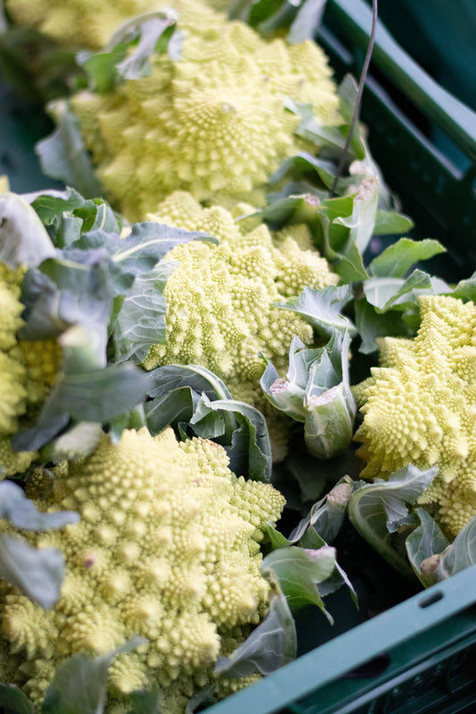 Romanesco Cauliflower Plug Plants "Grow Your Own" Vegetables 'Ready to Plant Now' Young Vegetable Plants **Letterbox Friendly**