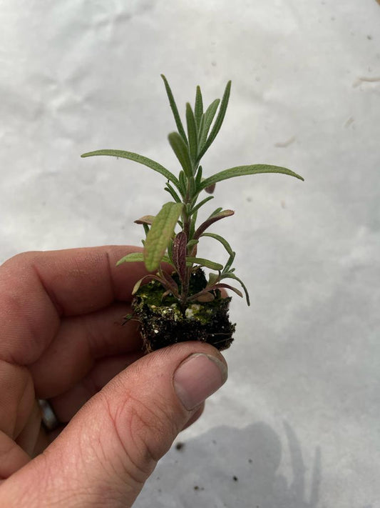 Rosemary Herb Plug Plants "Grow your Own" **LETTERBOX FRIENDLY**