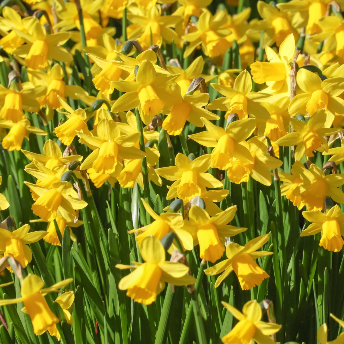 Narcissus 'Tête-à-tête' - Dwarf Scented Daffodil (10/16Bulbs)