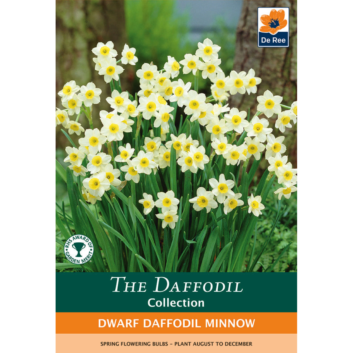 Dwarf Daffodil 'Minnow' (8/20 Bulbs)