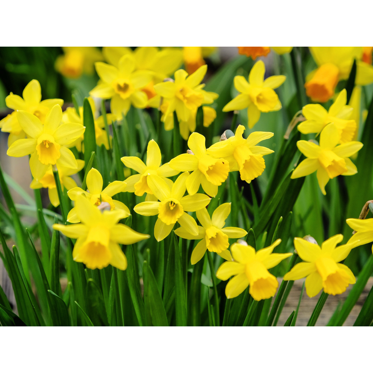 Narcissus 'Tête-à-tête' - Dwarf Scented Daffodil (10/16Bulbs)