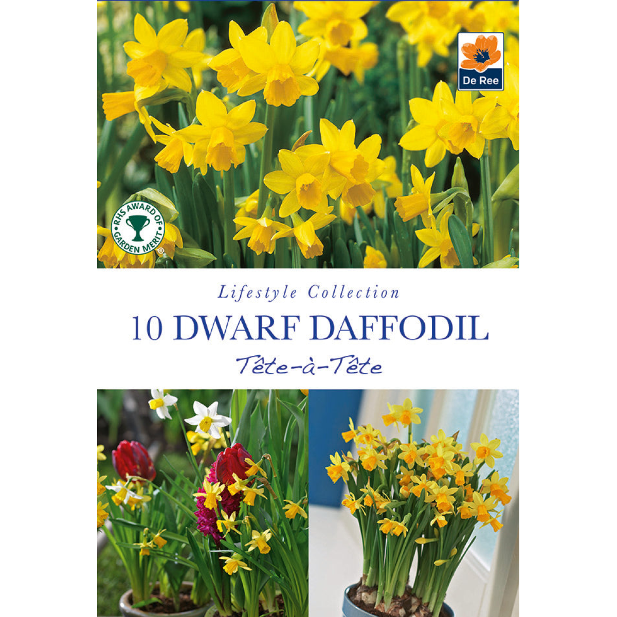 Narcissus 'Tête-à-tête' - Dwarf Scented Daffodil (10/16Bulbs)