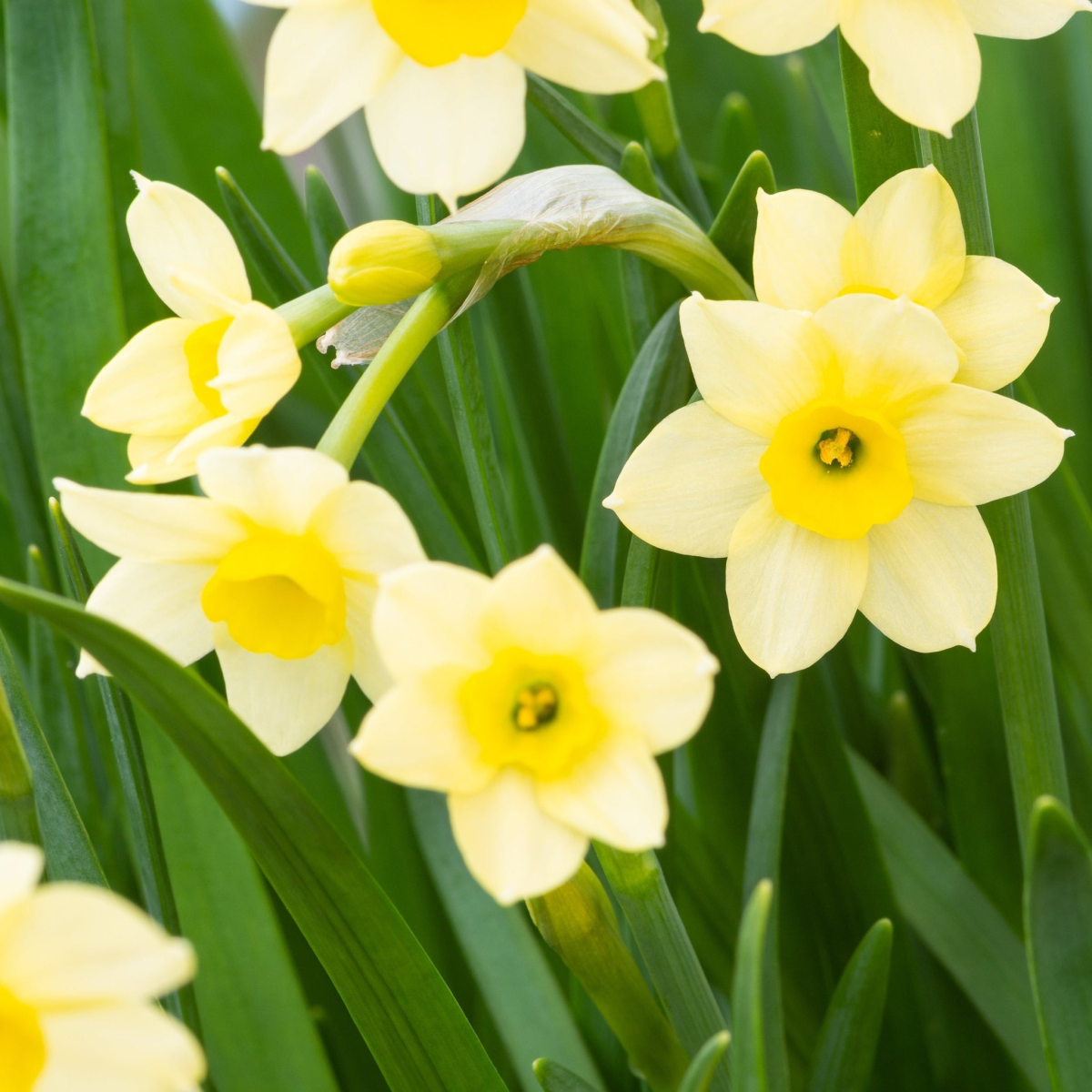 Dwarf Daffodil 'Minnow' (8/20 Bulbs)
