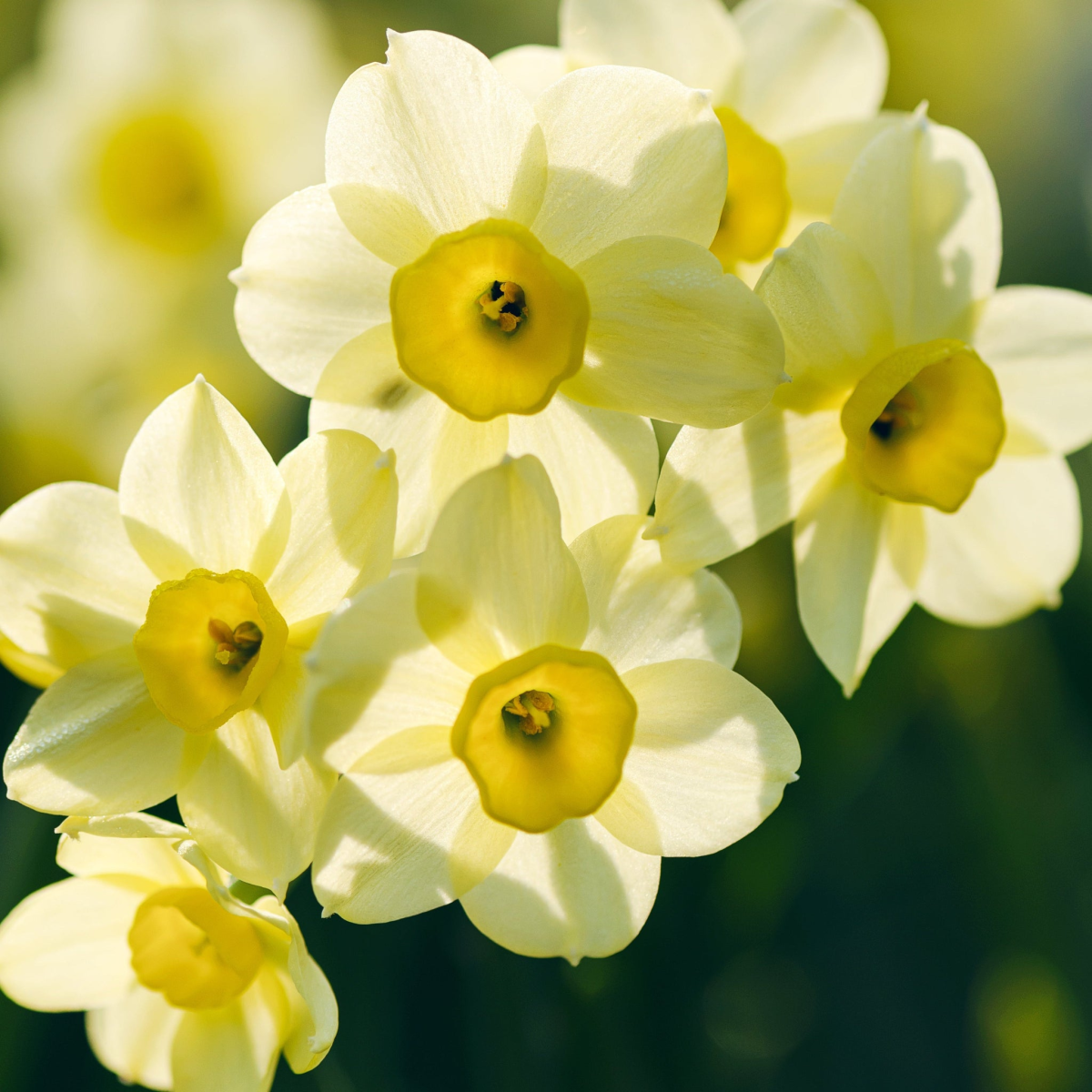 Dwarf Daffodil 'Minnow' (8/20 Bulbs)