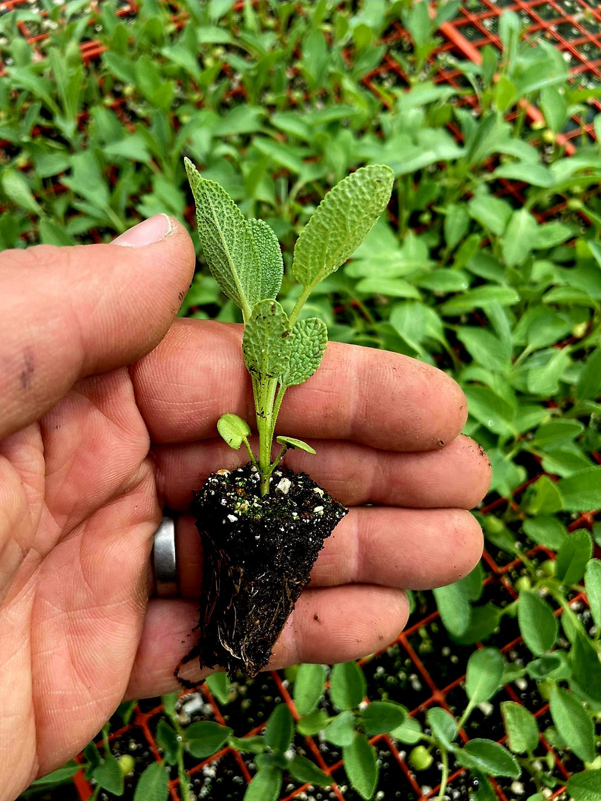 Sage Plug Plants "Grow your Own" Herbs **LETTERBOX FRIENDLY**