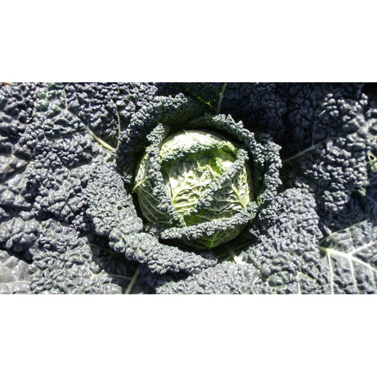 Savoy Cabbage Plug Plants - "Grow Your Own" Vegetables **Letterbox & Eco Friendly Packaging**