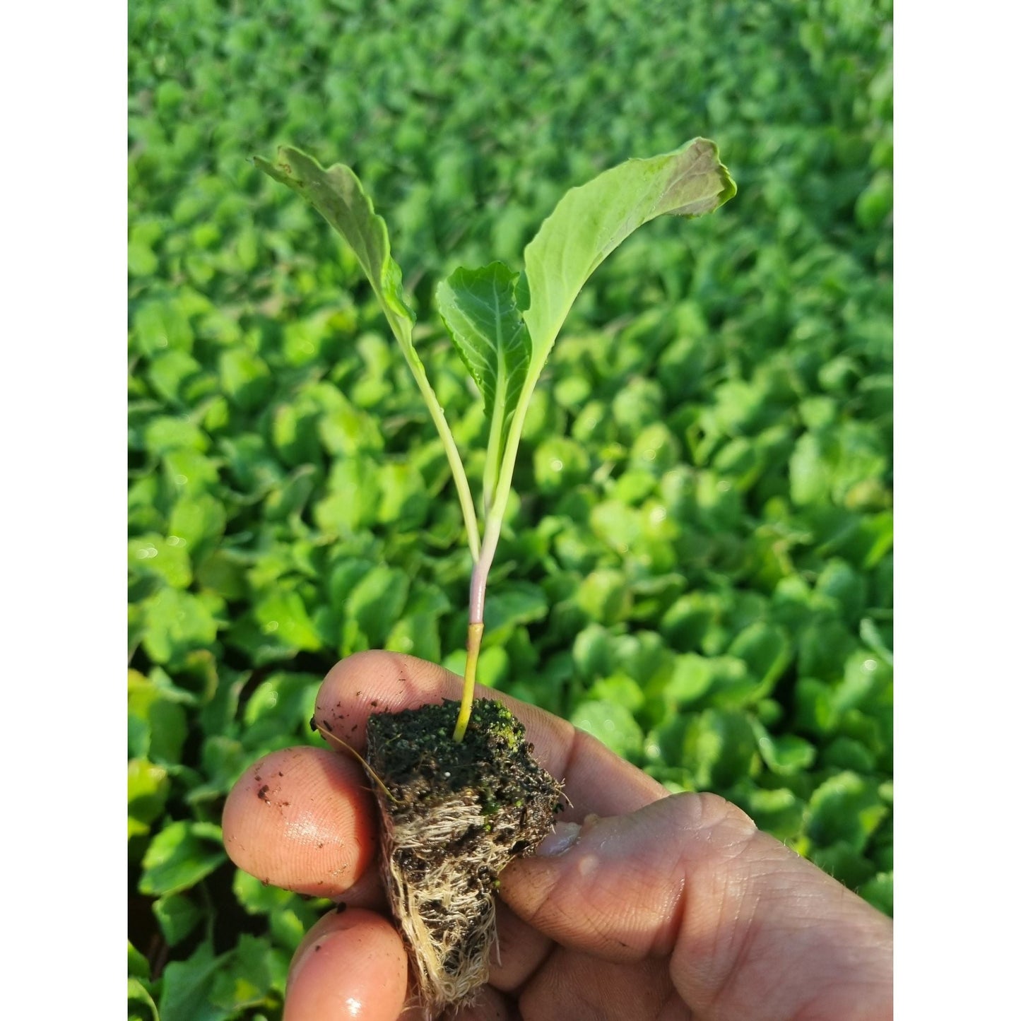 Savoy Cabbage Plug Plants - "Grow Your Own" Vegetables **Letterbox & Eco Friendly Packaging**