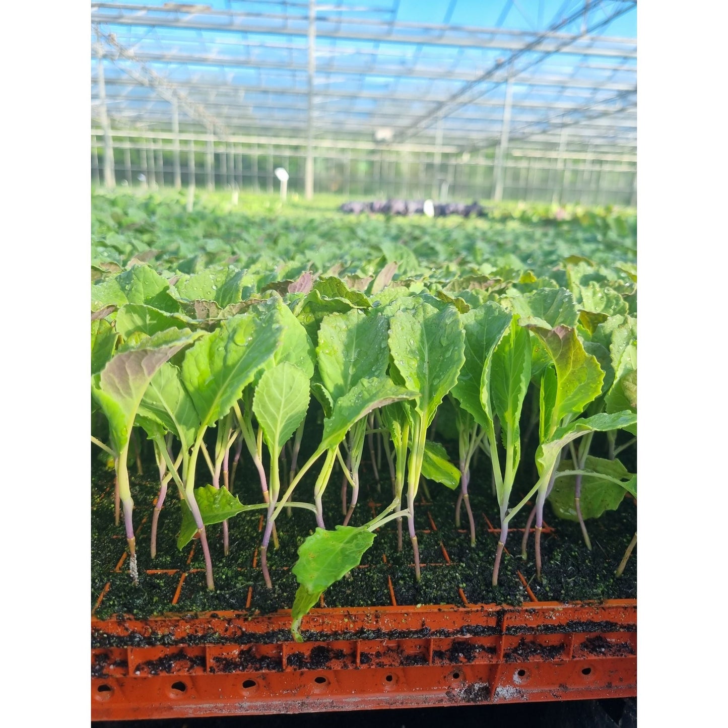 Savoy Cabbage Plug Plants - "Grow Your Own" Vegetables **Letterbox & Eco Friendly Packaging**