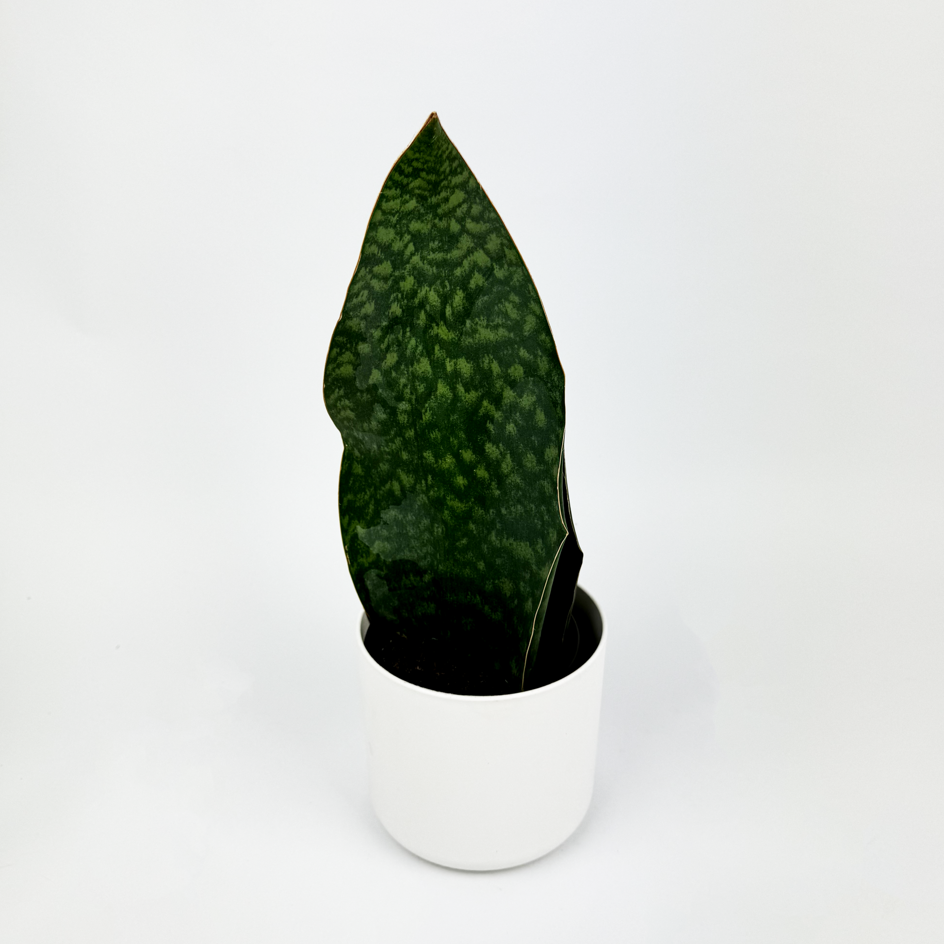 Snake Whale Fin 10.5cm Houseplant - Woodmeadow Garden Centre