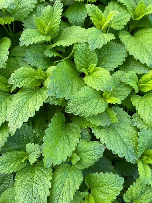 Peppermint Plug Plants "Grow your Own" Herbs 'Eco Friendly Packaging' **LETTERBOX FRIENDLY**