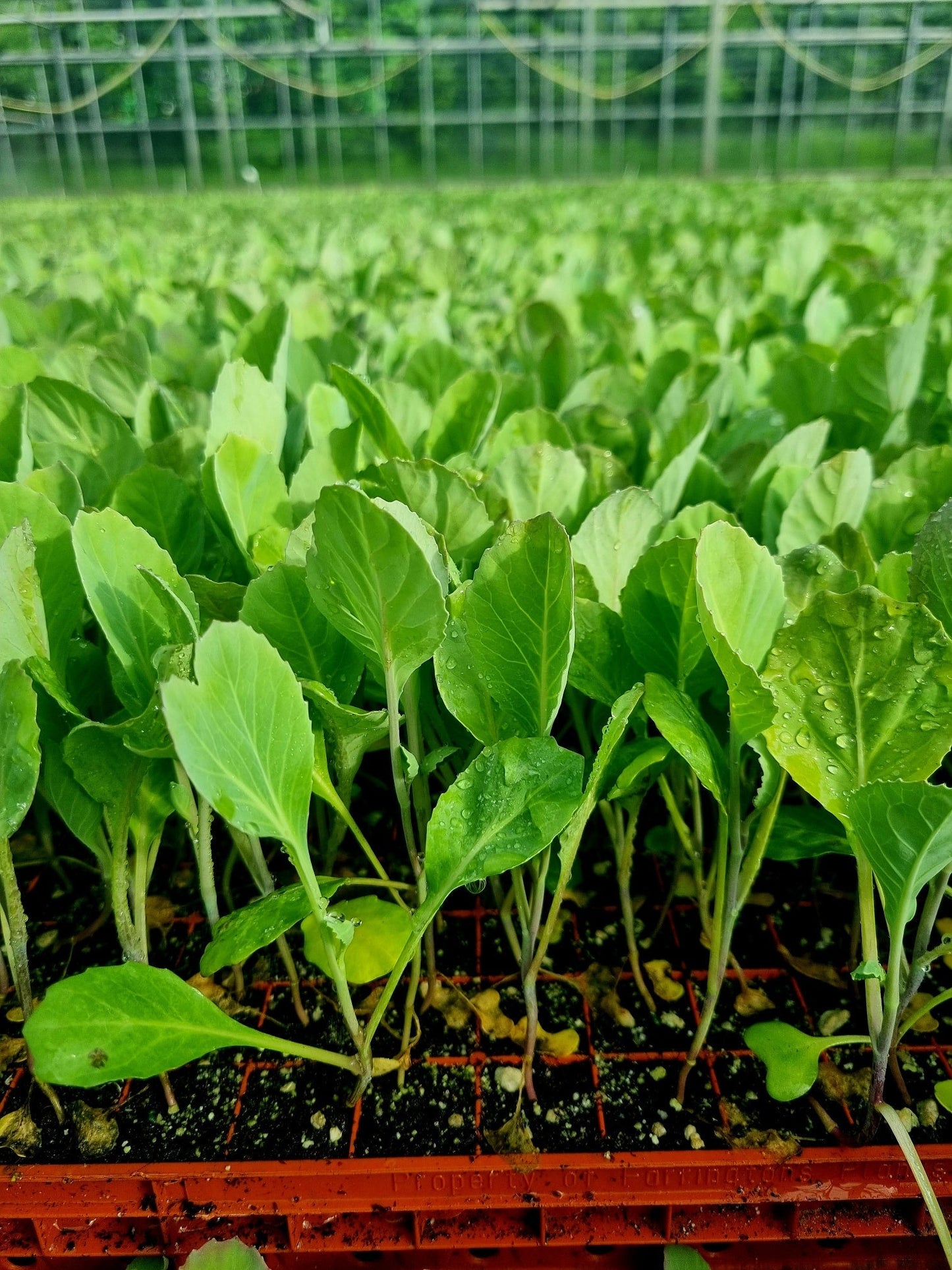 Collard Greens Cabbage Plug Plants - "Grow Your Own" Vegetables **Letterbox Friendly**