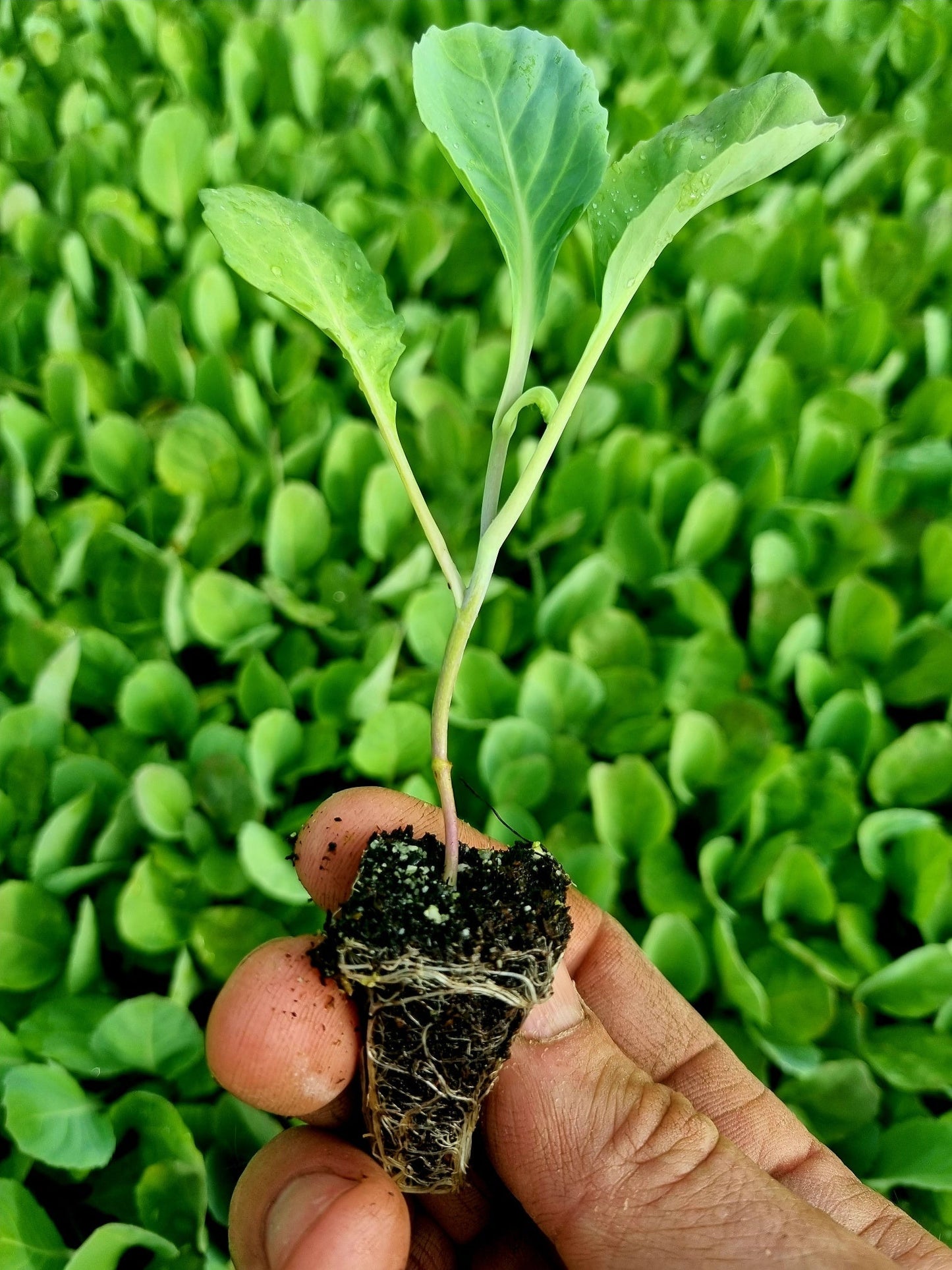 Collard Greens Cabbage Plug Plants - "Grow Your Own" Vegetables **Letterbox Friendly**