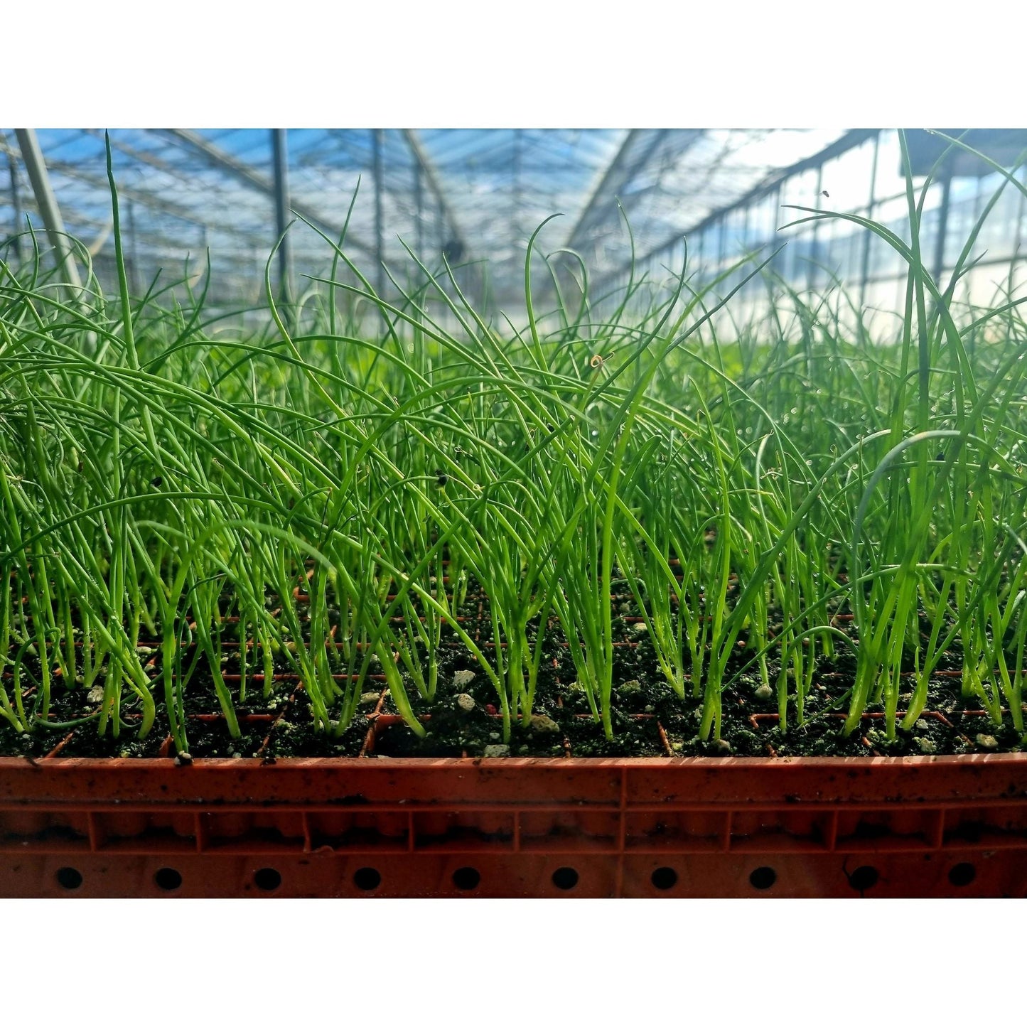 Spring Onion Plug Plants - "Grow Your Own" Vegetables **Letterbox Friendly**