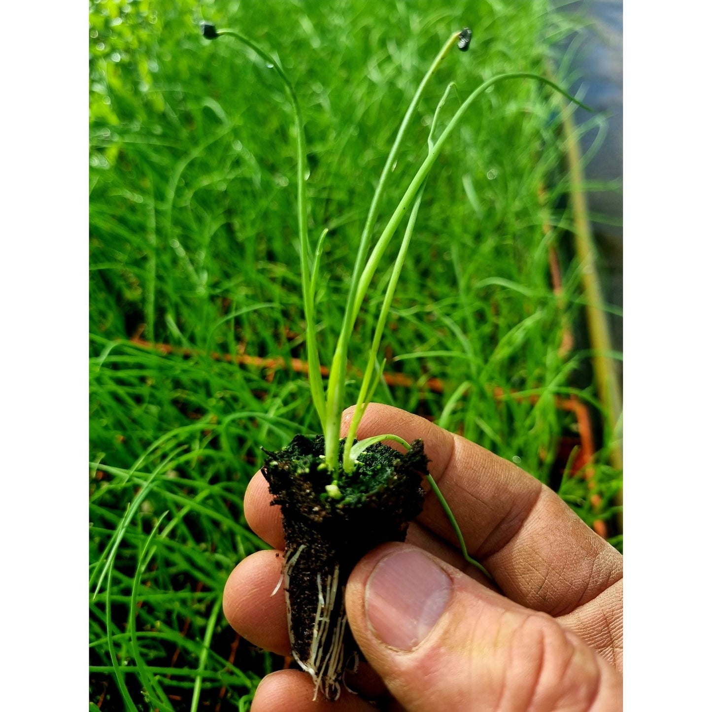 Spring Onion Plug Plants - "Grow Your Own" Vegetables **Letterbox Friendly**