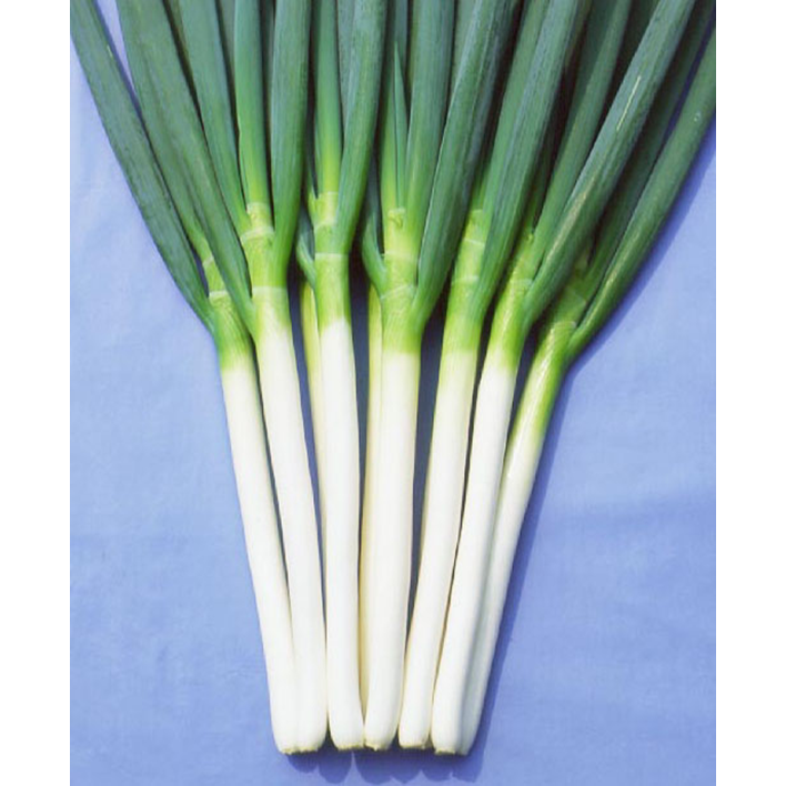 Spring Onion Plug Plants - "Grow Your Own" Vegetables **Letterbox Friendly**