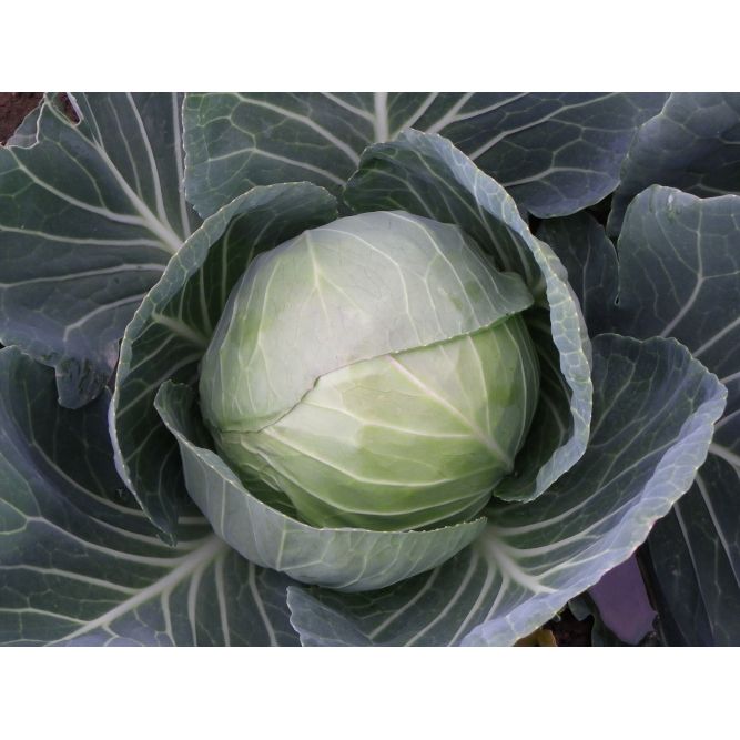 Summer Cabbage Plug Plants "Grow Your Own" Vegetables **Letterbox Friendly**
