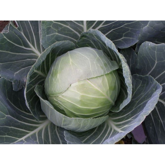Summer Cabbage Plug Plants "Grow Your Own" Vegetables **Letterbox Friendly**