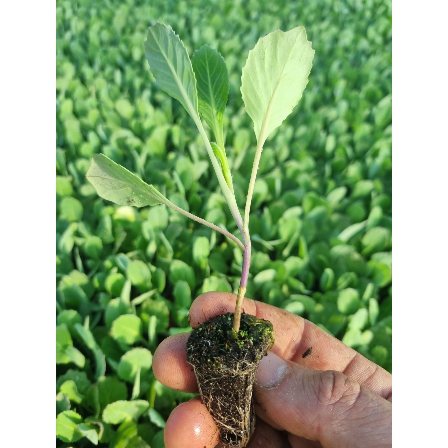 Summer Cabbage Plug Plants "Grow Your Own" Vegetables **Letterbox Friendly**