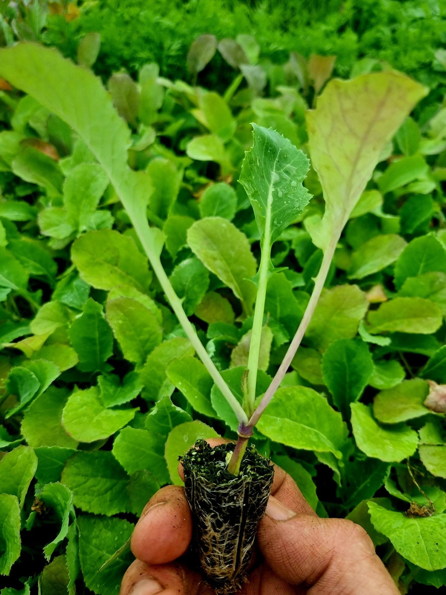 Swede Plug Plants - "Grow Your Own" Vegetables **Letterbox Friendly**