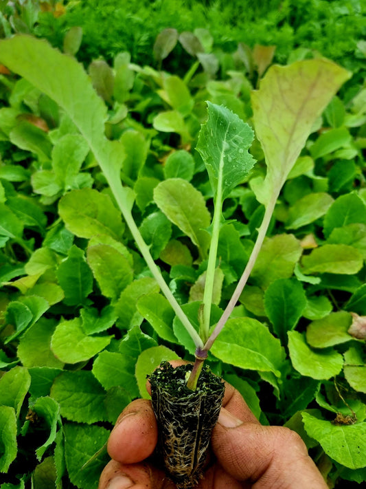 Swede Plug Plants - "Grow Your Own" Vegetables **Letterbox Friendly**