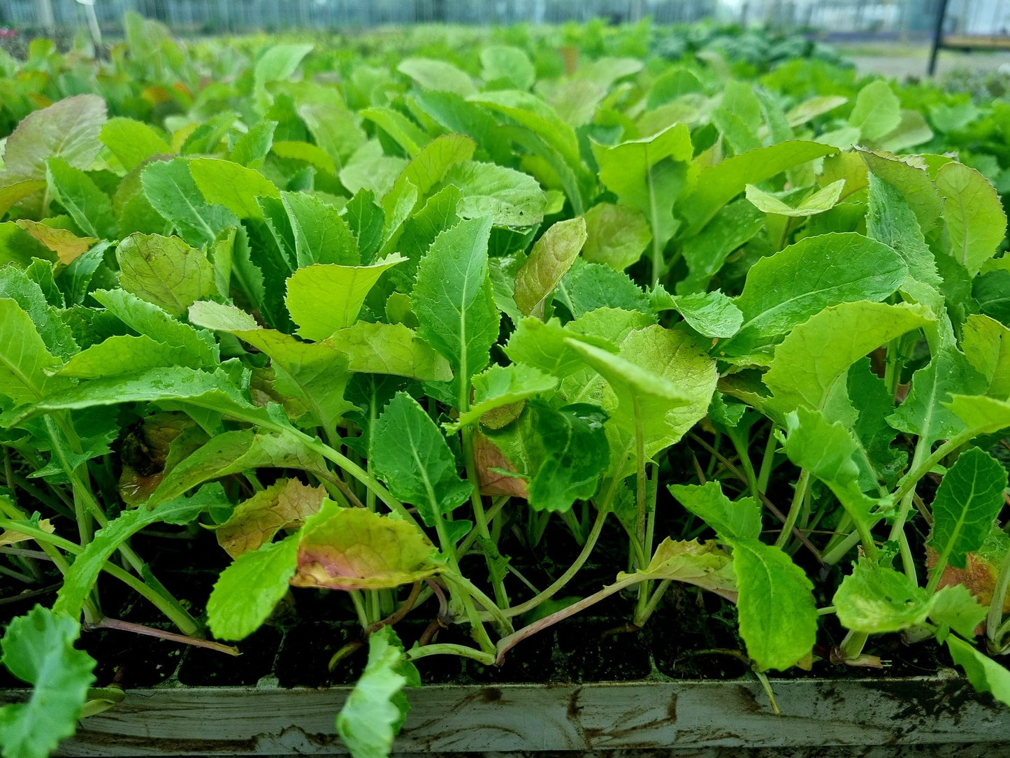 Swede Plug Plants - "Grow Your Own" Vegetables **Letterbox Friendly**