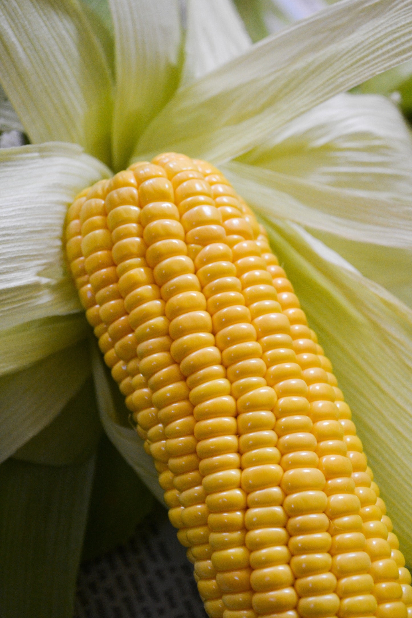 Sweet Corn Plug Plants "Grow Your Own" Vegetables **Letterbox Friendly**