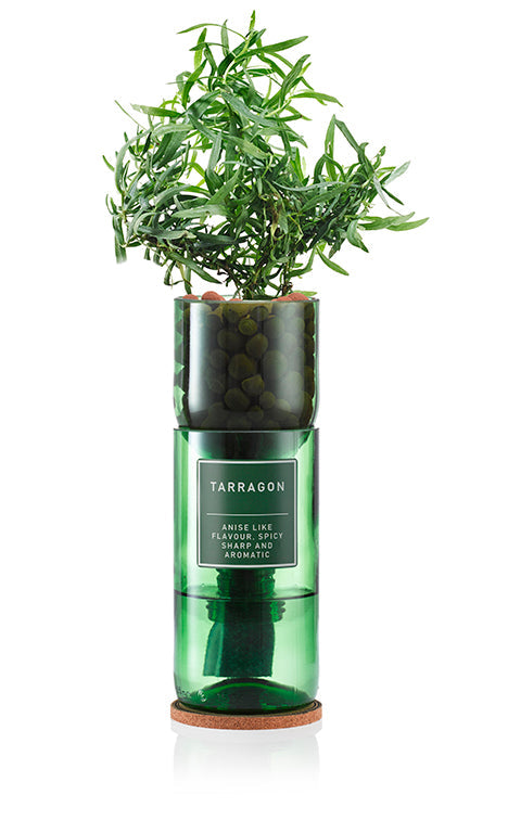 Tarragon