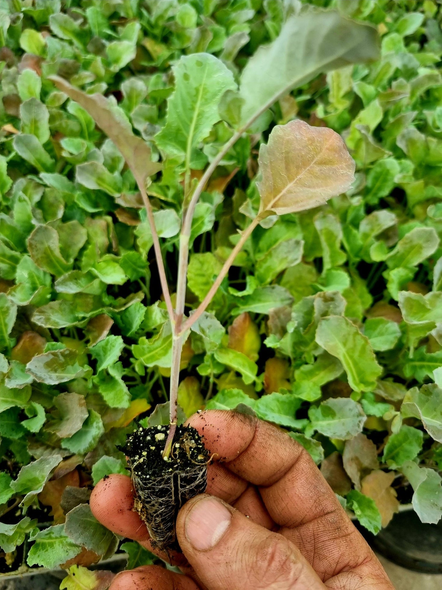 Tender Stem Broccoli Plug Plants "Grow Your Own" Vegetables **Letterbox Friendly**