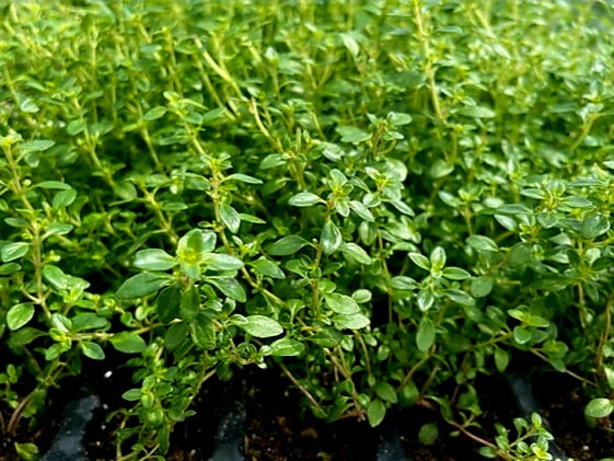 Thyme Herb Plug Plants "Grow you Own" Herbs 'Ready to Plant Now' Young Herb Plants **Letterbox Friendly**