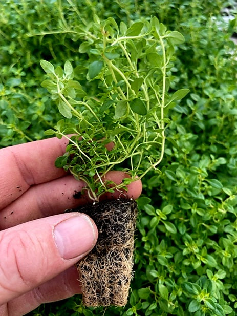 Thyme Herb Plug Plants "Grow you Own" Herbs 'Ready to Plant Now' Young Herb Plants **Letterbox Friendly**