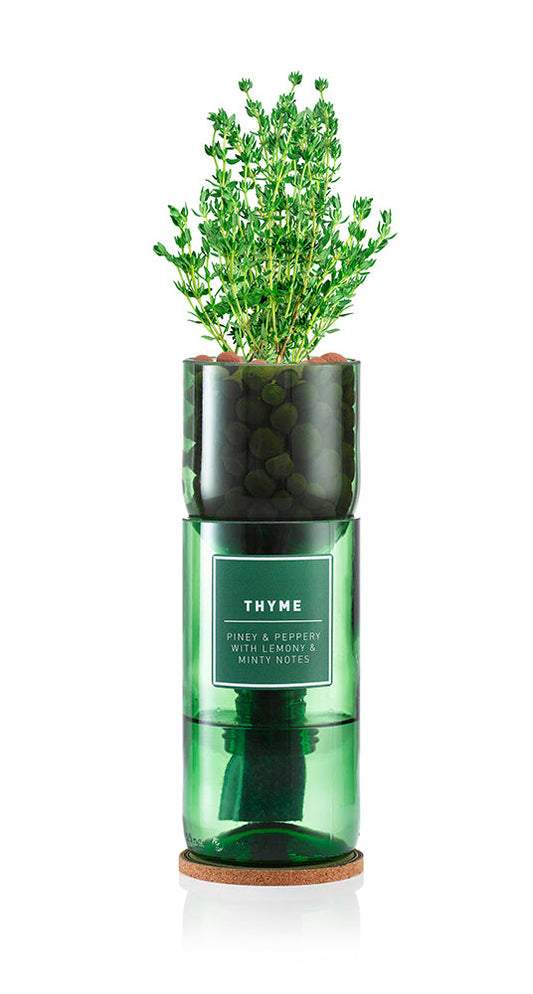 Thyme