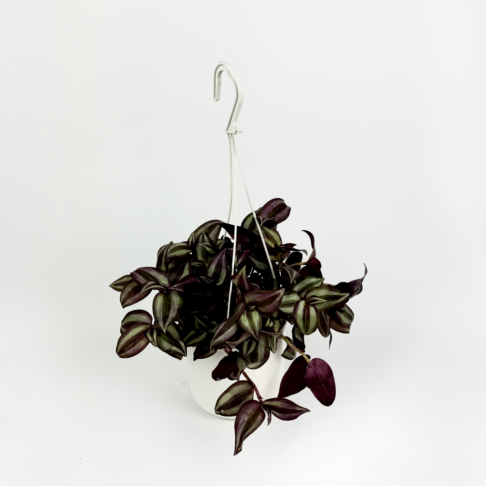 Tradescantia zebrina Indoor Houseplant - Woodmeadow Garden Centre