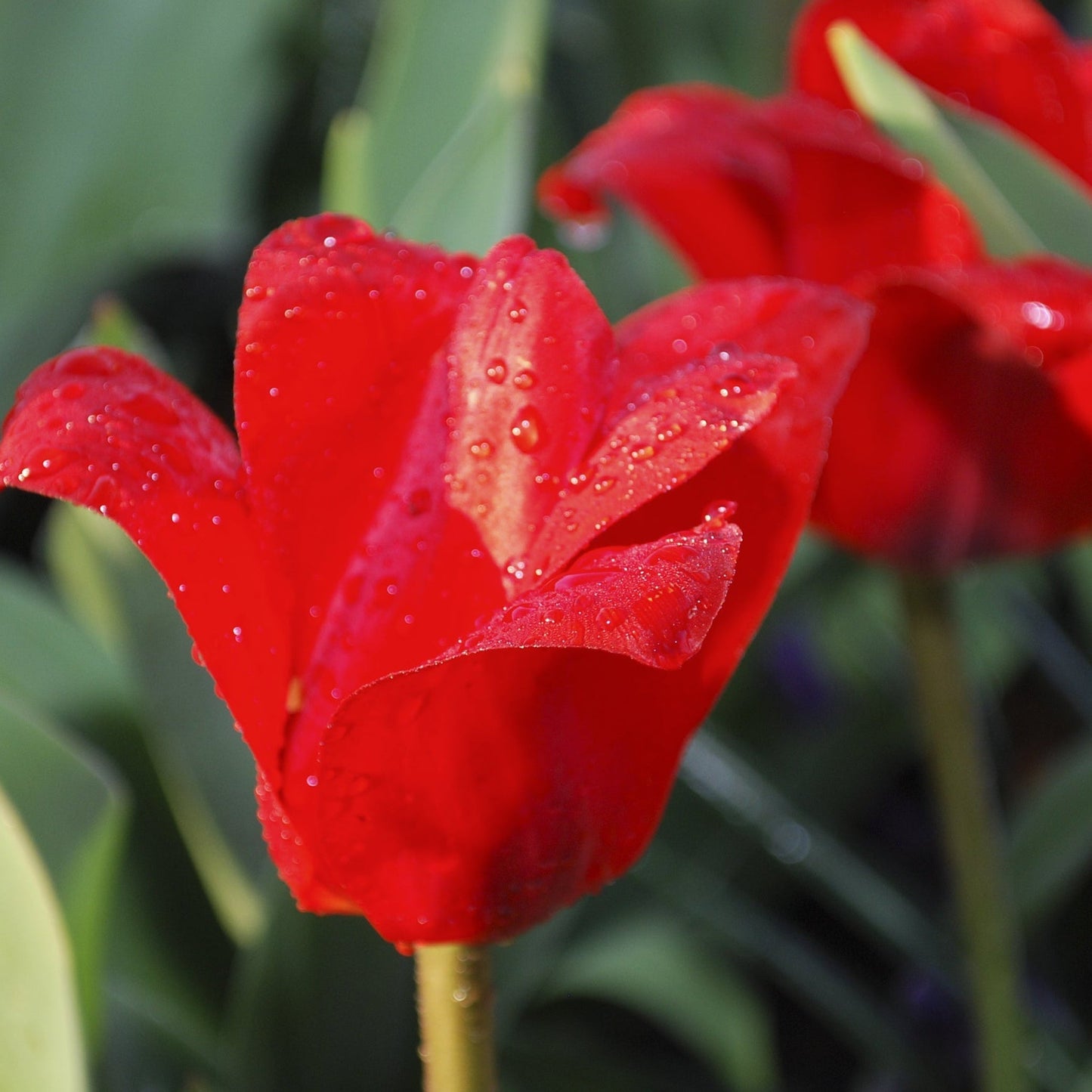Tulip 'Showwinner' (6 Bulbs)