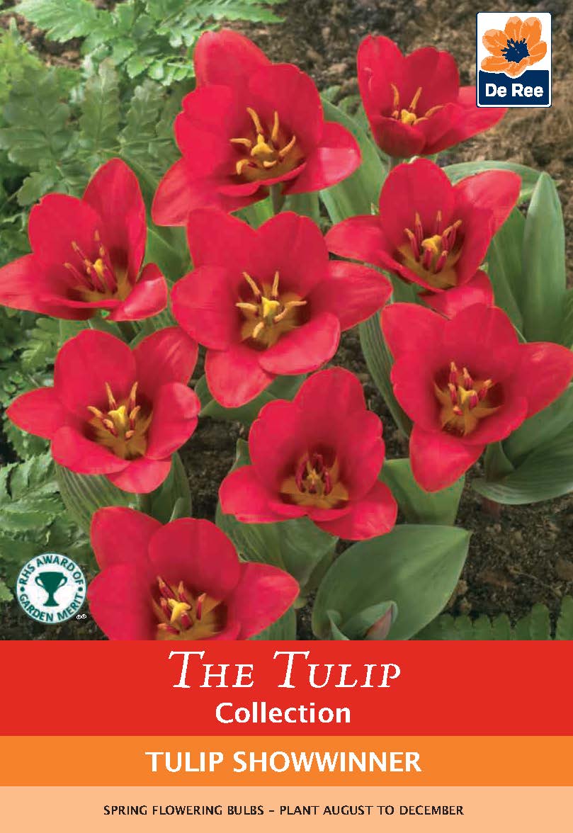 Tulip 'Showwinner' (6 Bulbs)