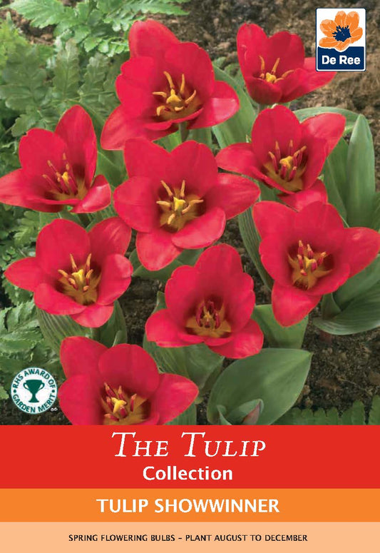 Tulip 'Showwinner' (6 Bulbs)