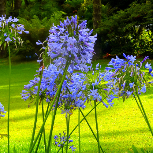 Agapanthus Big Blue