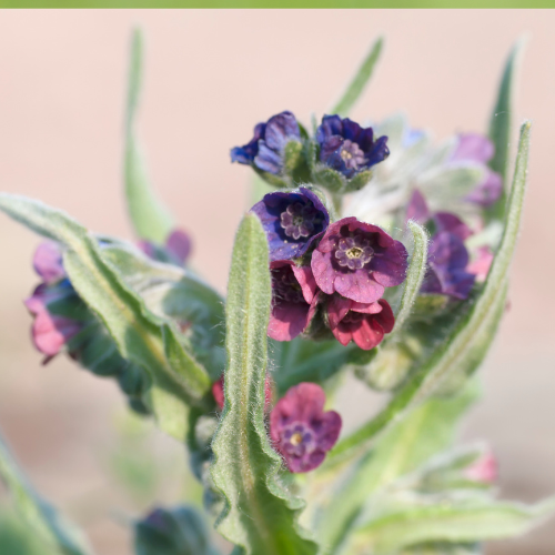 Cynoglossum officinale