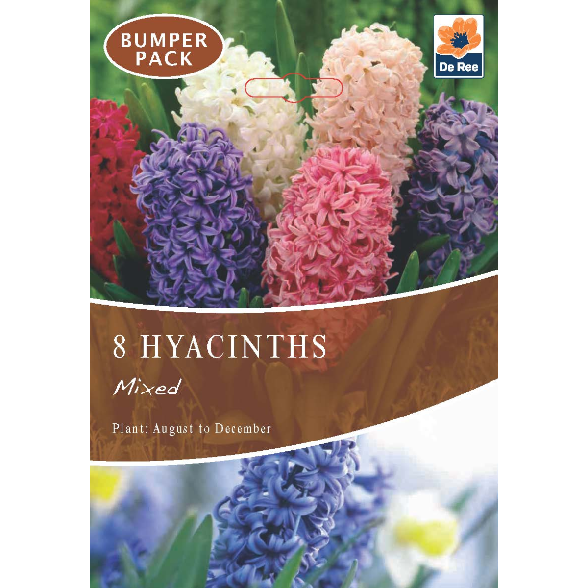 Hyacinth Mixed (3/7 Bulbs)