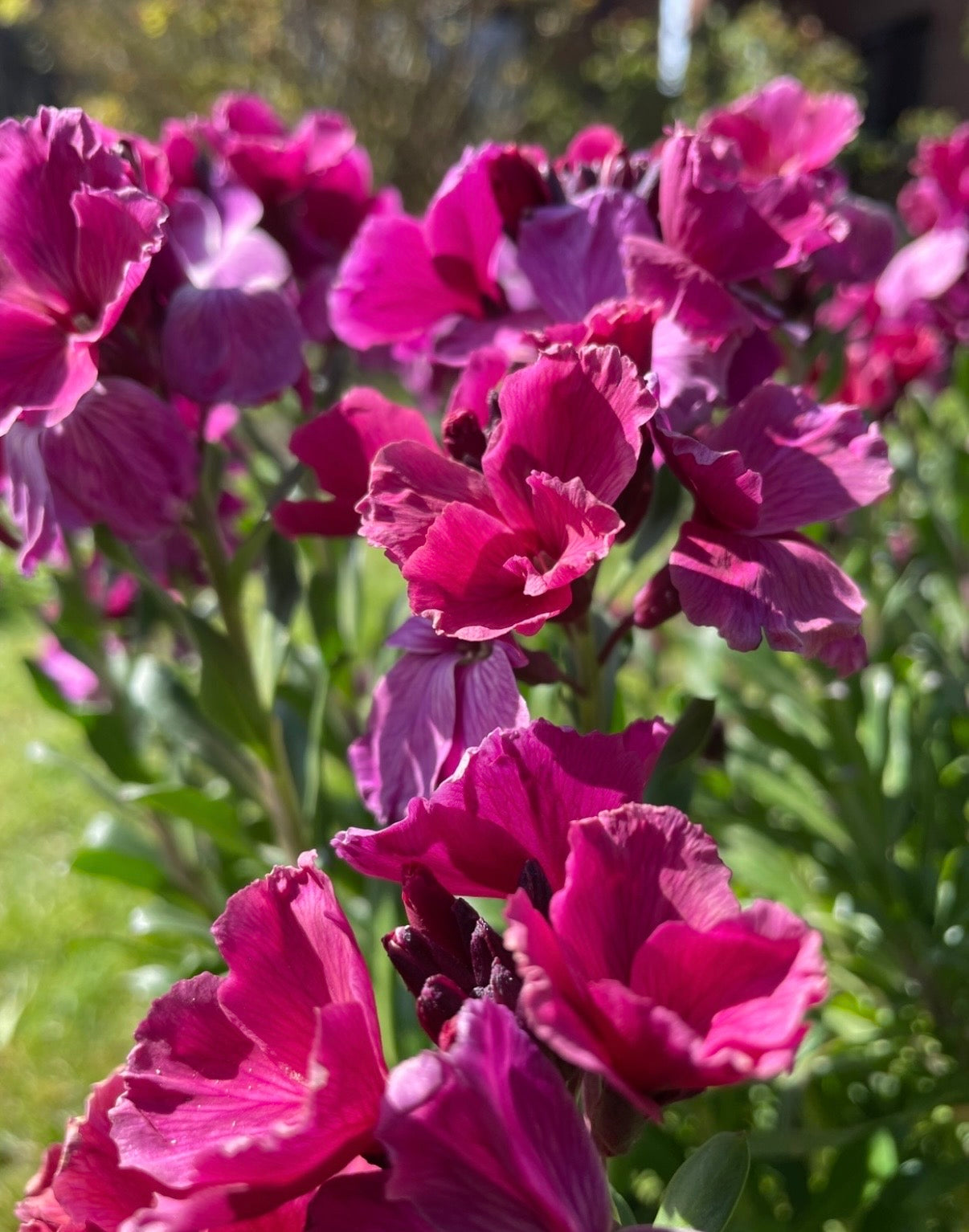 Wallflower Ruby Gem