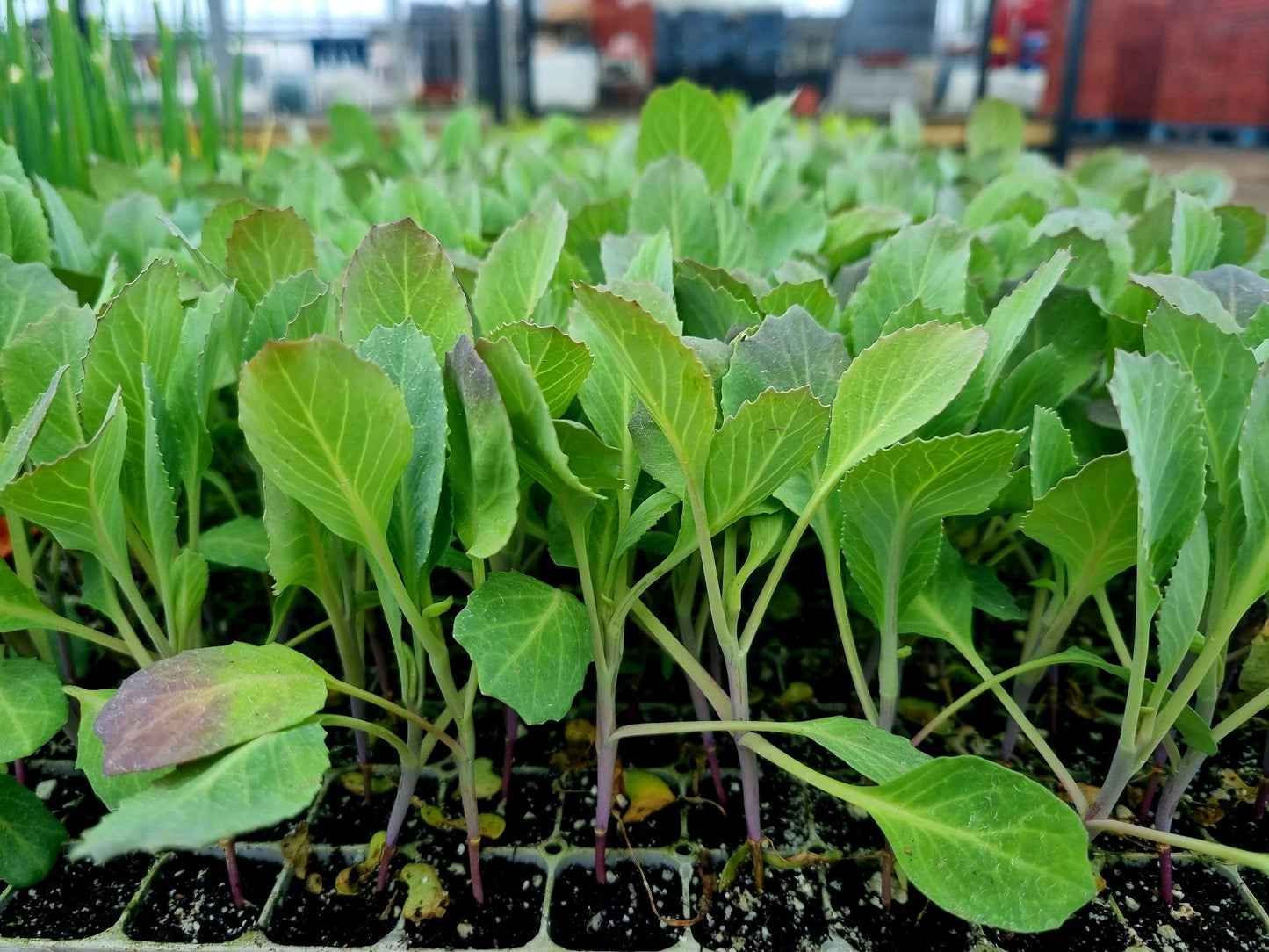 White Cabbage Plug Plants - "Grow Your Own" Vegetables **Letterbox Friendly**