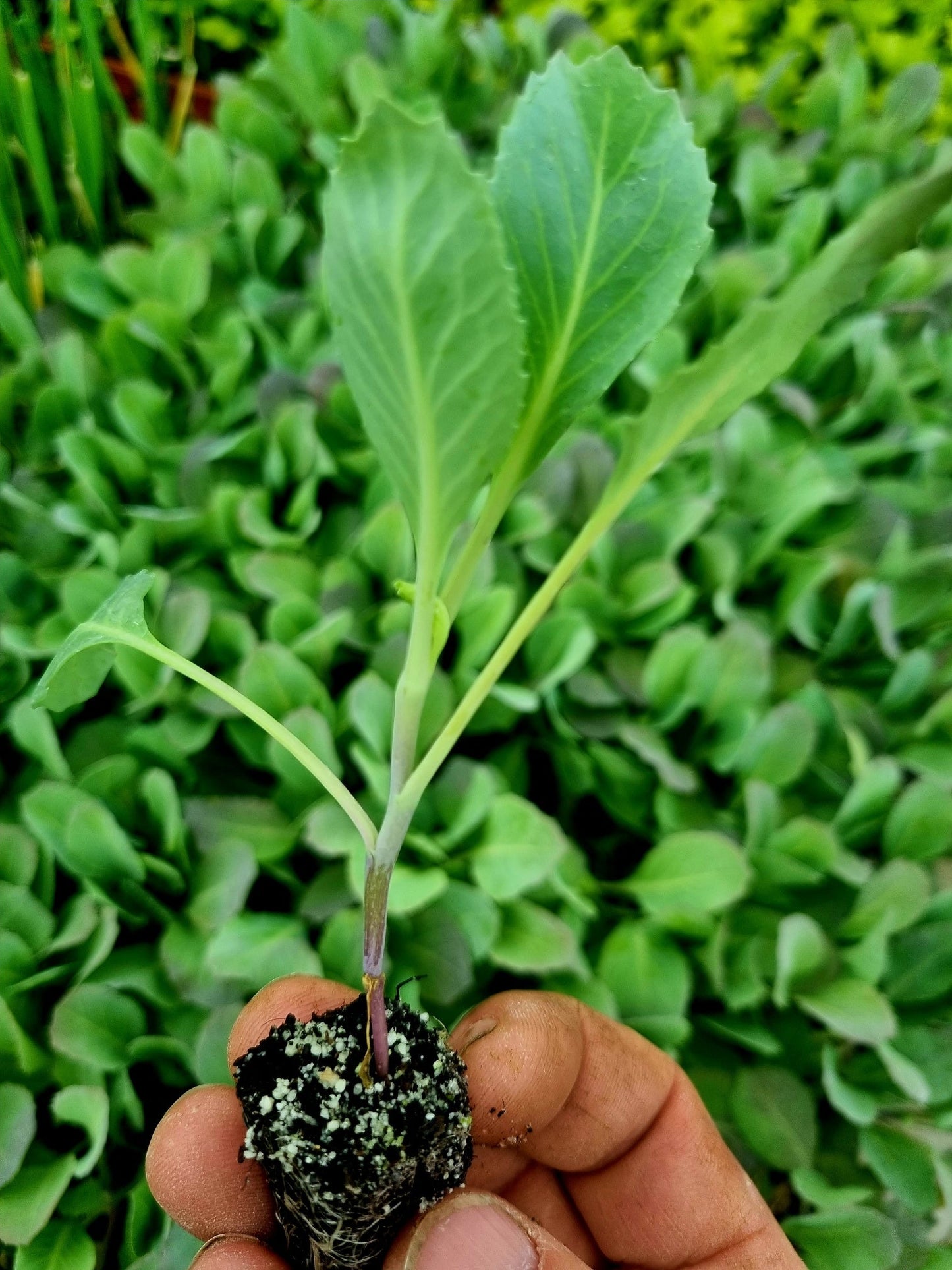 White Cabbage Plug Plants - "Grow Your Own" Vegetables **Letterbox Friendly**