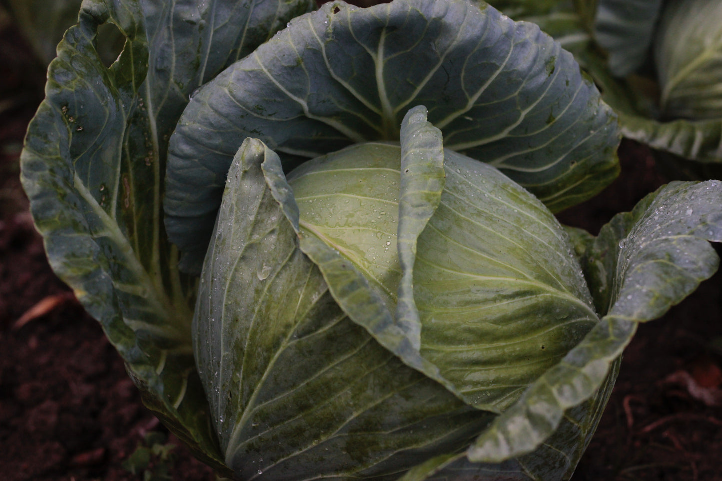 White Cabbage Plug Plants - "Grow Your Own" Vegetables **Letterbox Friendly**